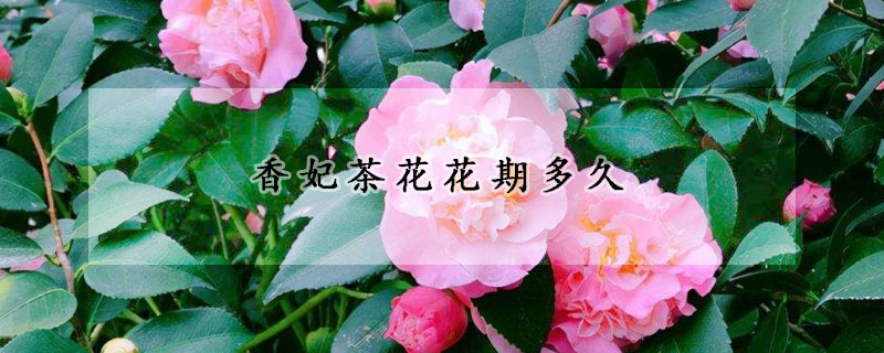 香妃茶花花期多久