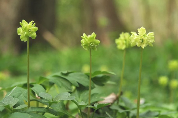 五福臨門花的養(yǎng)殖方法