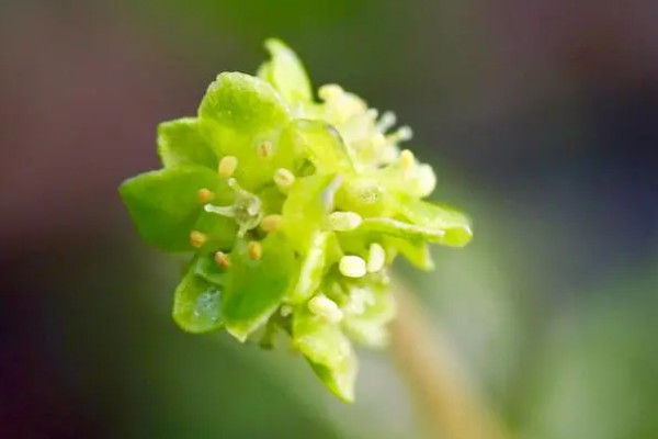 五福臨門花的養(yǎng)殖方法