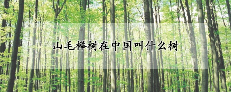 山毛櫸樹在中國叫什么樹