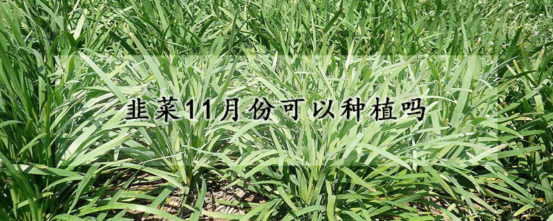 韭菜11月份可以種植嗎