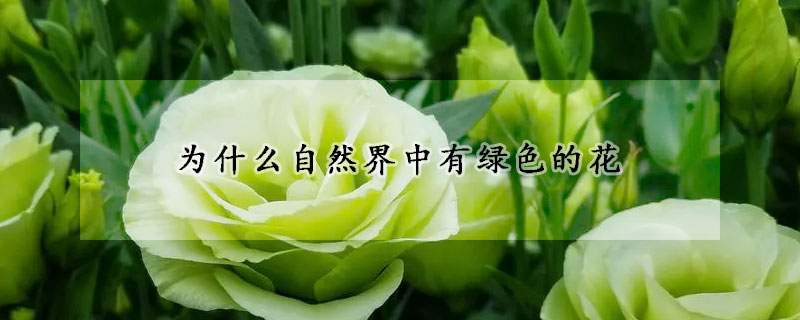 為什么自然界中有綠色的花