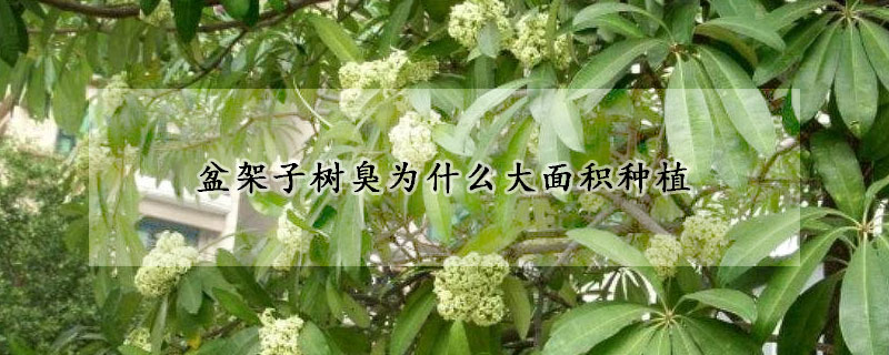 盆架子樹臭為什么大面積種植