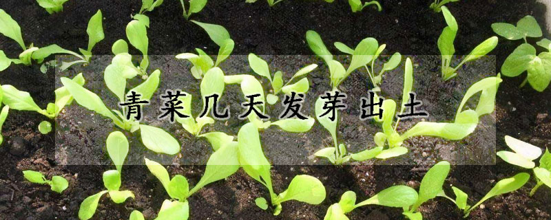 青菜幾天發(fā)芽出土