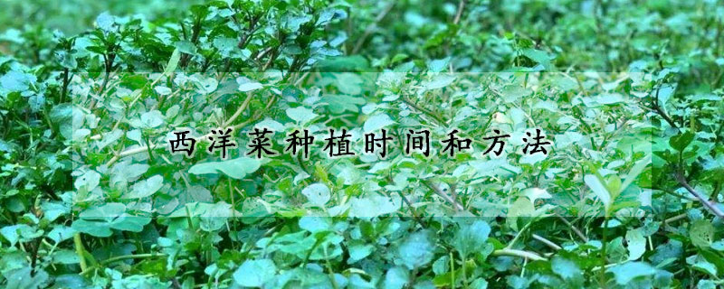 西洋菜種植時間和方法