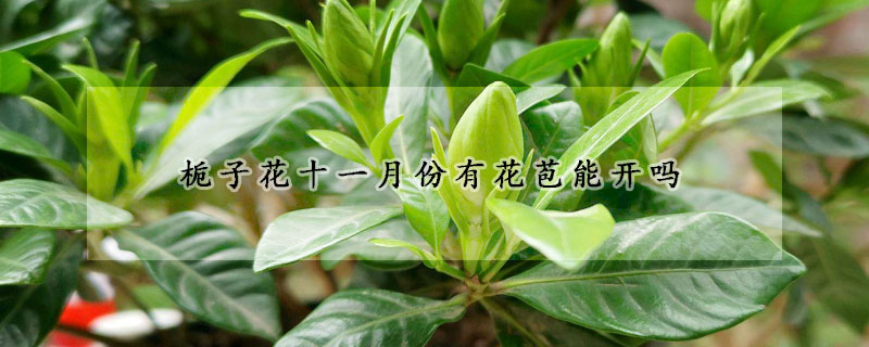 梔子花十一月份有花苞能開(kāi)嗎