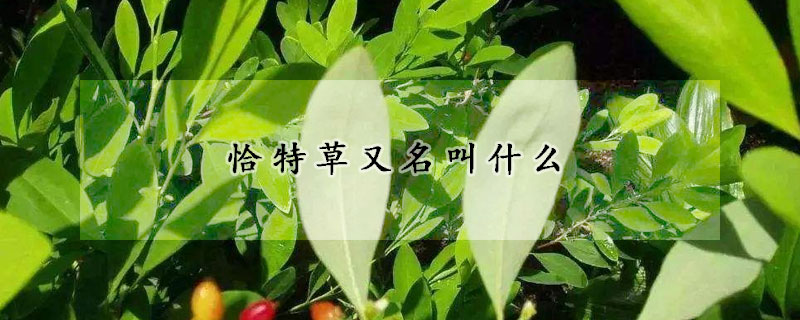 恰特草又名叫什么