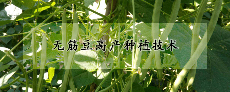 無筋豆高產種植技術