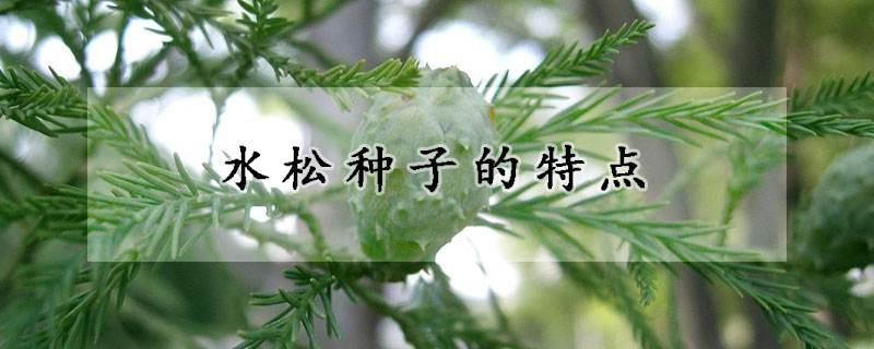 水松種子的特點