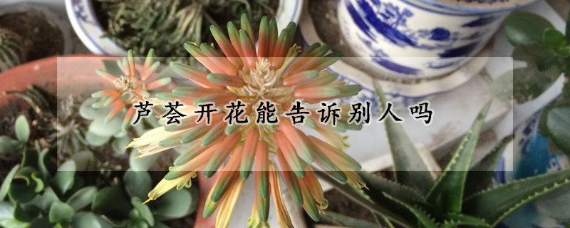 蘆薈開花能告訴別人嗎