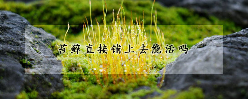 苔蘚直接鋪上去能活嗎