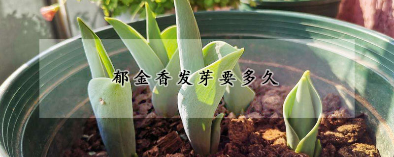 郁金香發芽要多久