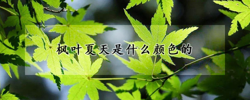 楓葉夏天是什么顏色的