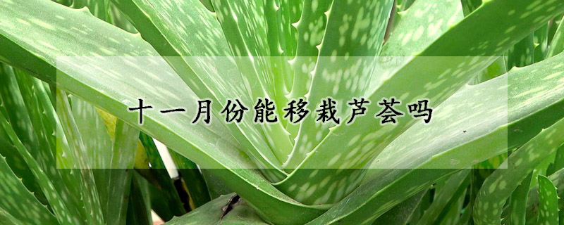 十一月份能移栽蘆薈嗎