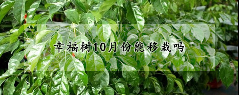 幸福樹10月份能移栽嗎