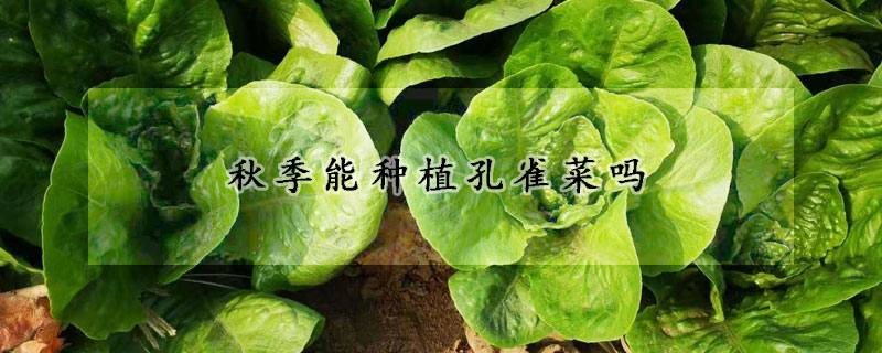 秋季能種植孔雀菜嗎