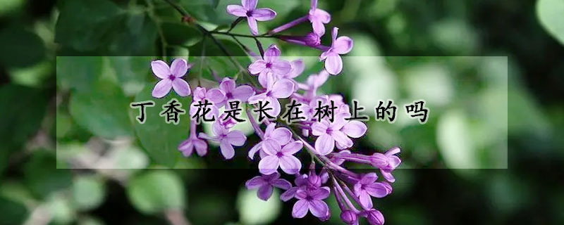 丁香花是長在樹上的嗎