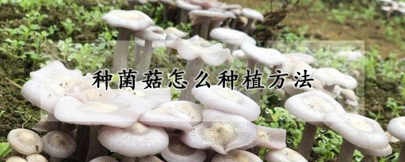 種菌菇怎么種植方法