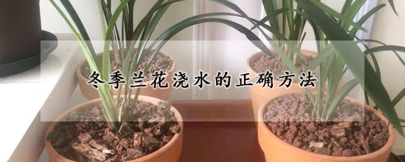 冬季蘭花澆水的正確方法