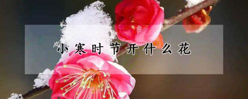 小寒時節開什么花