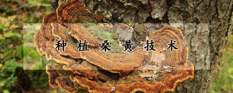 種植桑黃技術(shù)