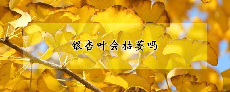 銀杏葉會(huì)枯萎嗎