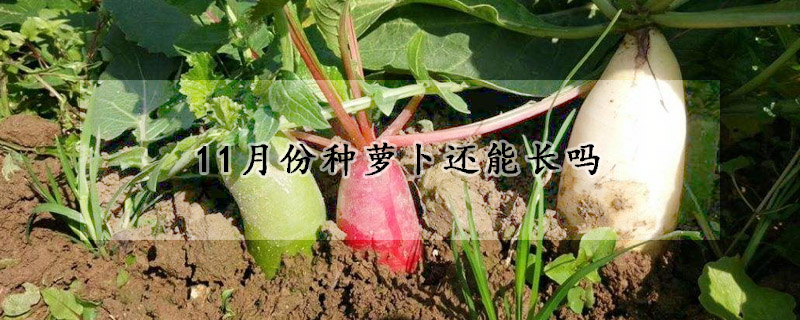 11月份種蘿卜還能長嗎