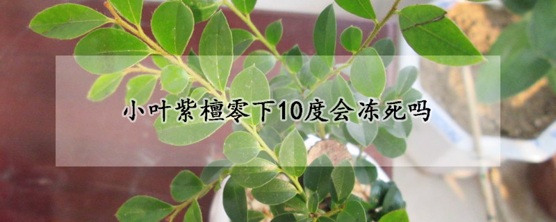 小葉紫檀零下10度會凍死嗎