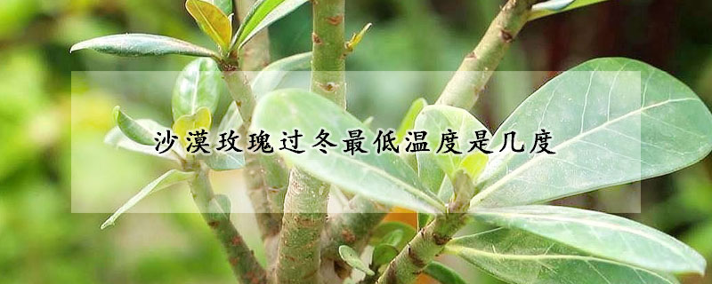 沙漠玫瑰過冬最低溫度是幾度