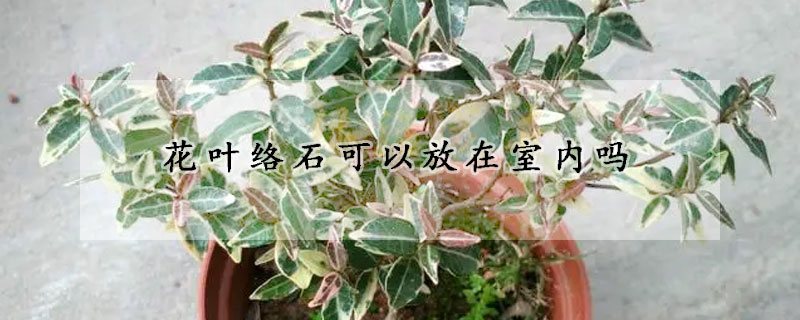 花葉絡石可以放在室內嗎