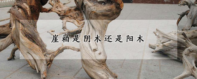 崖柏是陰木還是陽木