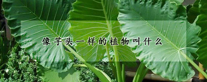 像芋頭一樣的植物叫什么