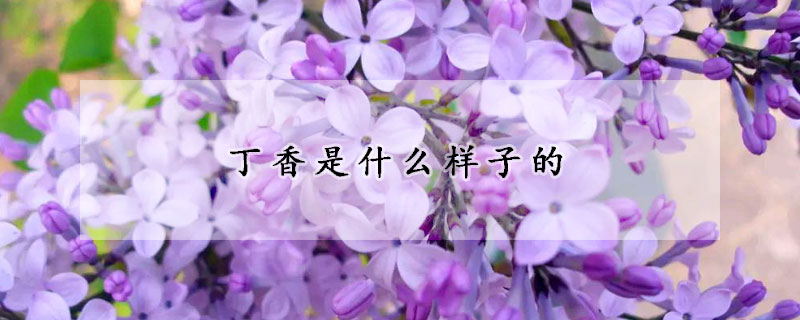 丁香是什么樣子的