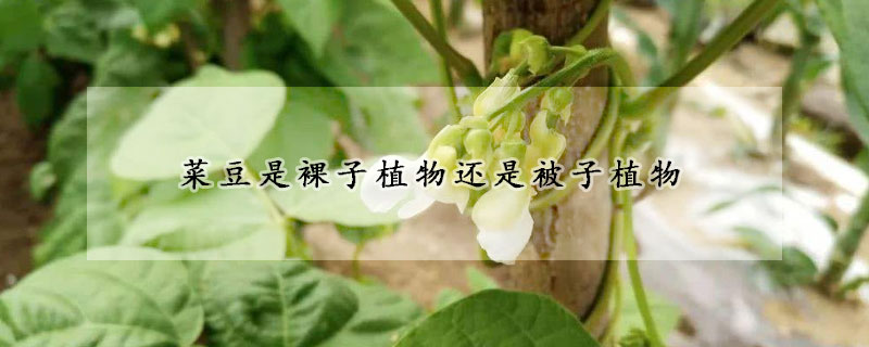 菜豆是裸子植物還是被子植物