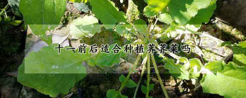 十一前后適合種植薺薺菜嗎