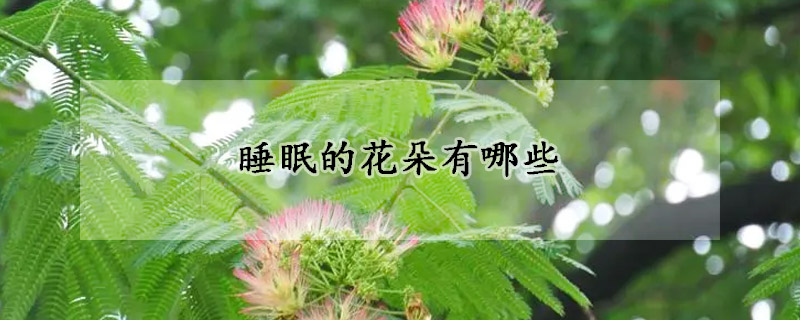 睡眠的花朵有哪些