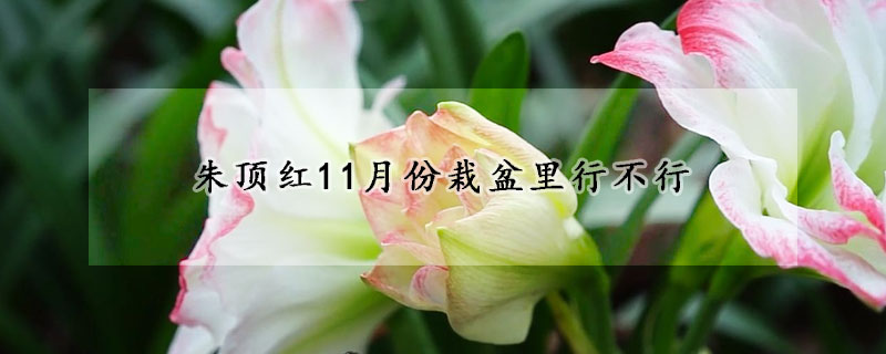 朱頂紅11月份栽盆里行不行