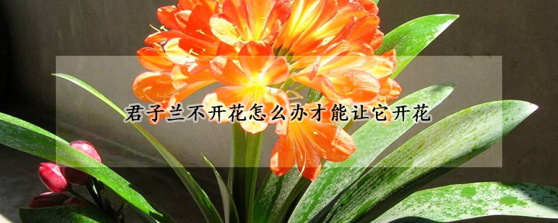 君子蘭不開花怎么辦才能讓它開花