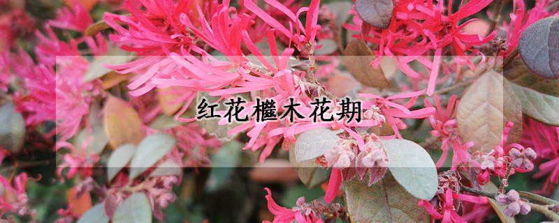 紅花檵木花期