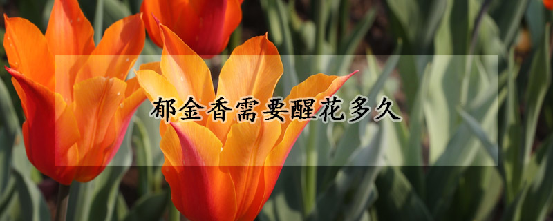 郁金香需要醒花多久