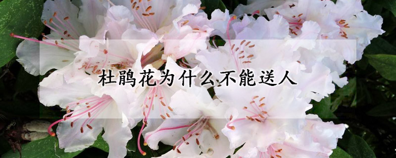 杜鵑花為什么不能送人