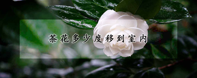 茶花多少度移到室內