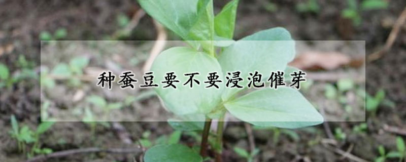 種蠶豆要不要浸泡催芽