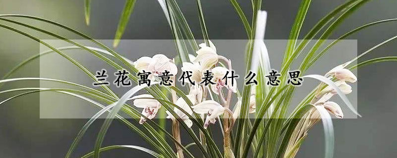 蘭花寓意代表什么意思