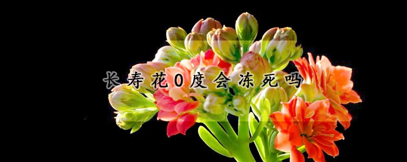 長壽花0度會凍死嗎