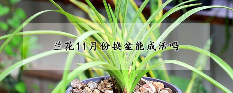 蘭花11月份換盆能成活嗎