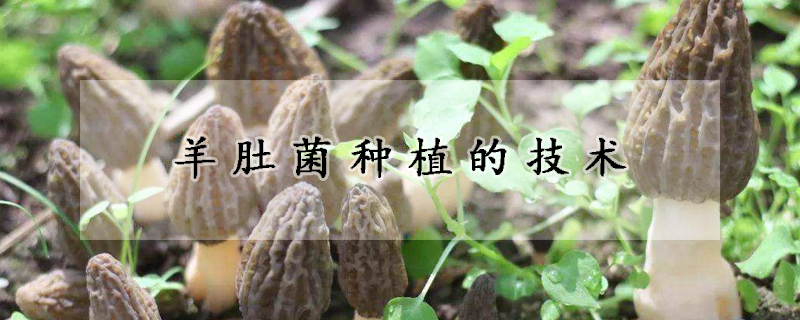 羊肚菌種植的技術(shù)