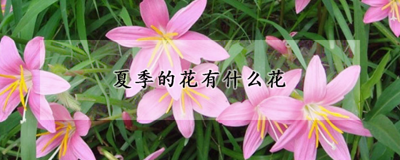 夏季的花有什么花