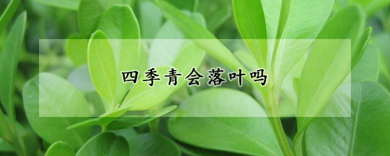 四季青會(huì)落葉嗎