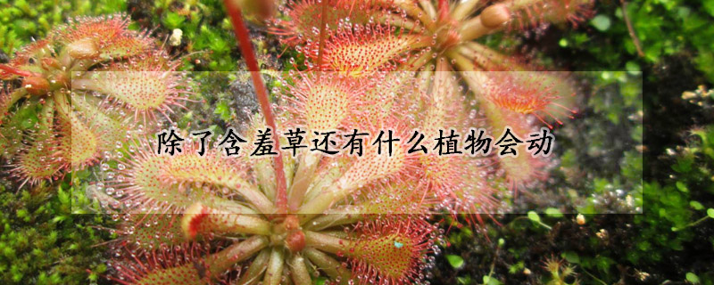 除了含羞草還有什么植物會動